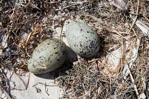 Kelp Gull eggs